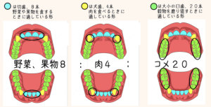 歯の役割